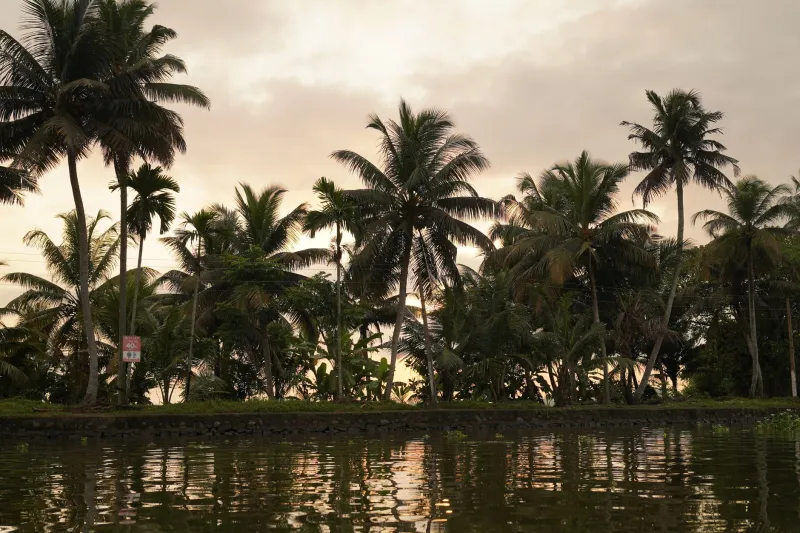 From Kerala's Backwaters to Your Pizza Stone: The Coconut Takeover Nobody Saw Coming